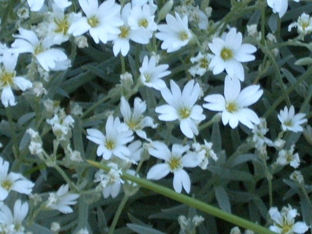 neat stuff you can grow in your lawn snow in summer.JPG